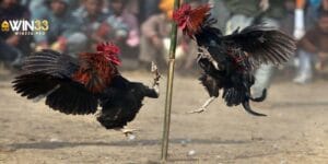 da-ga-casino-hom-nay