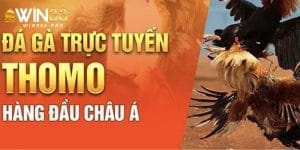 Đá gà trực tuyến thomo - trường đấu gà lớn nhất thị trường