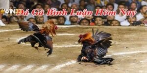 da-ga-truc-tiep-binh-luan-vien