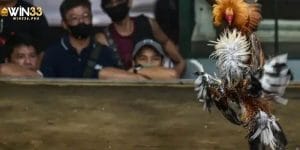 truc-tiep-da-ga-thomo